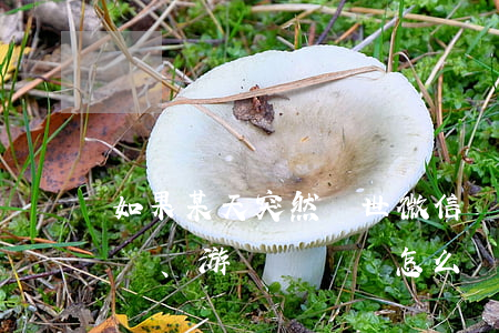 如果某天突然離世，微信、支付寶、游戲裝備該怎么辦？